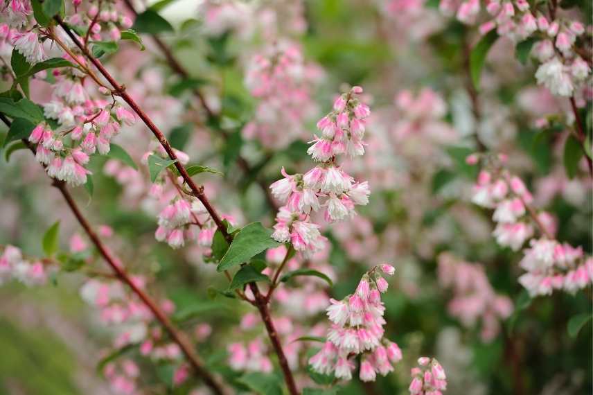 Deutzia a fleurs roses, Deutzia rose, Deutzie rose, Deutzia couleur rose