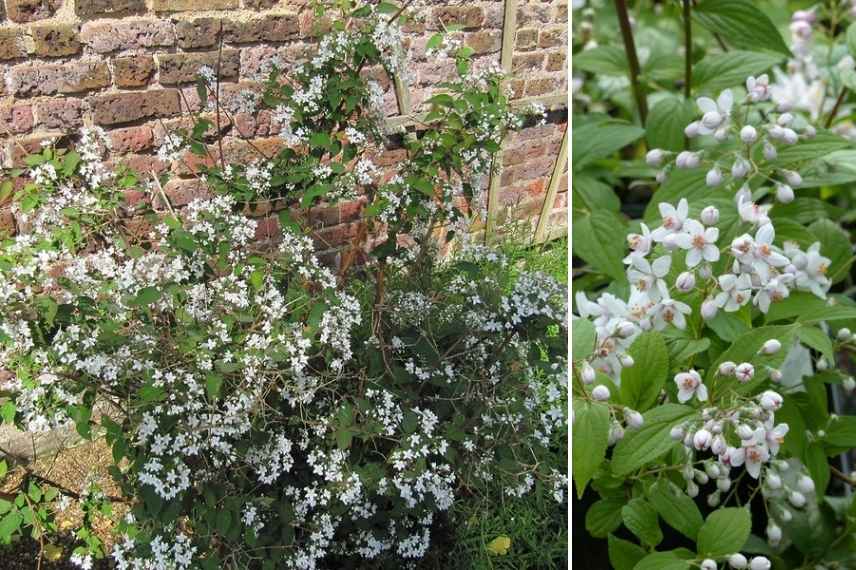 deutzia fleurs blanches, deutzia floraison blanche, deutzie blanc, deutzie floraison blanche