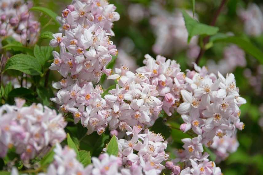 Deutzia a fleurs roses, Deutzia rose, Deutzie rose, Deutzia couleur rose