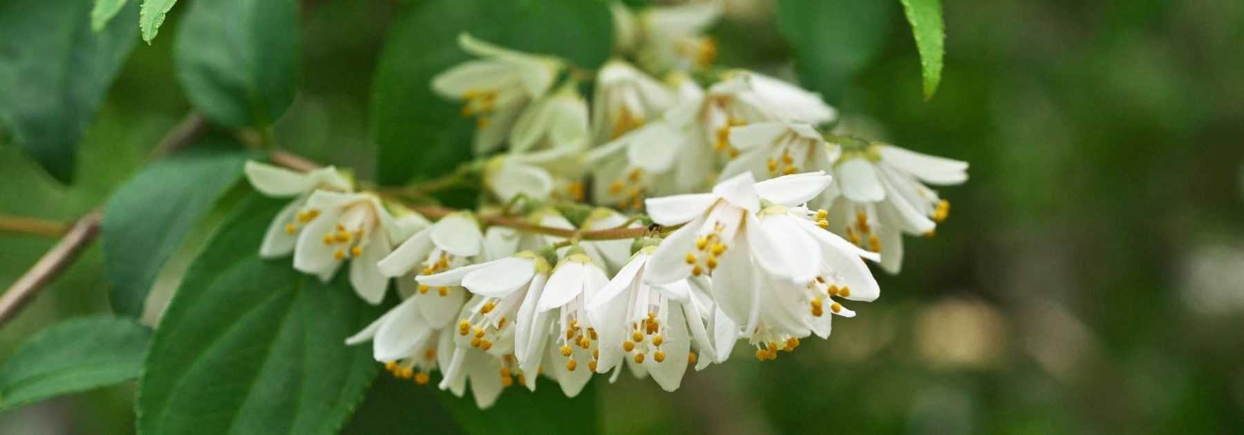 6 deutzias à fleurs blanches