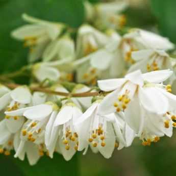 6 deutzias à fleurs blanches