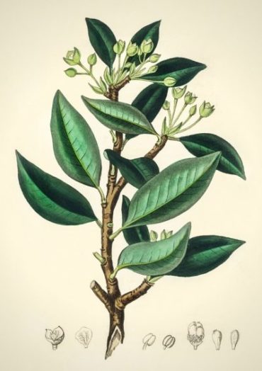 Planche botanique représentant le Drimys winteri, ou Cannelle de Magellan