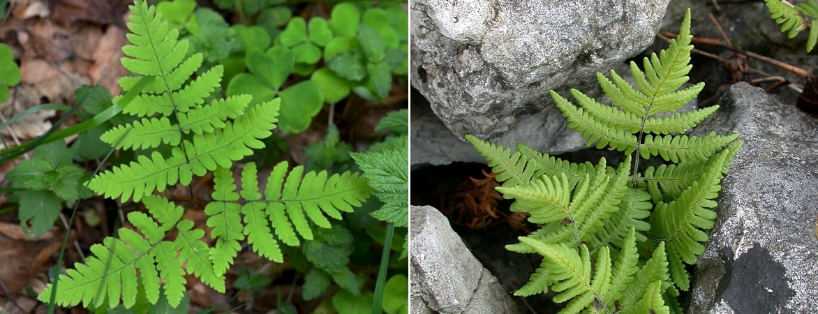 Le feuillage de la fougère Gymnocarpium