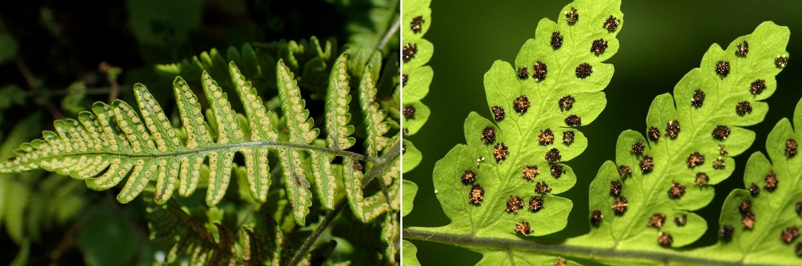 Les spores de la fougère Gymnocarpium