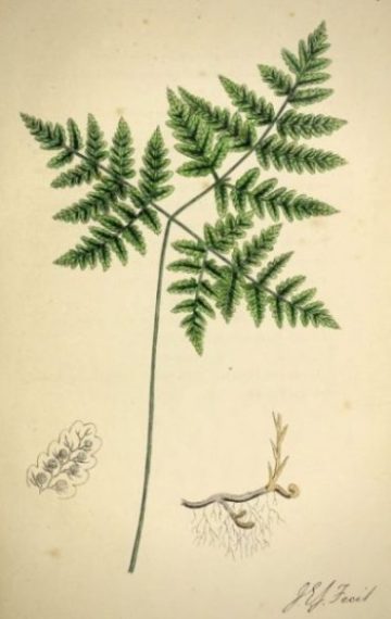 Planche botanique représentant la fougère Gymnocarpium dryopteris