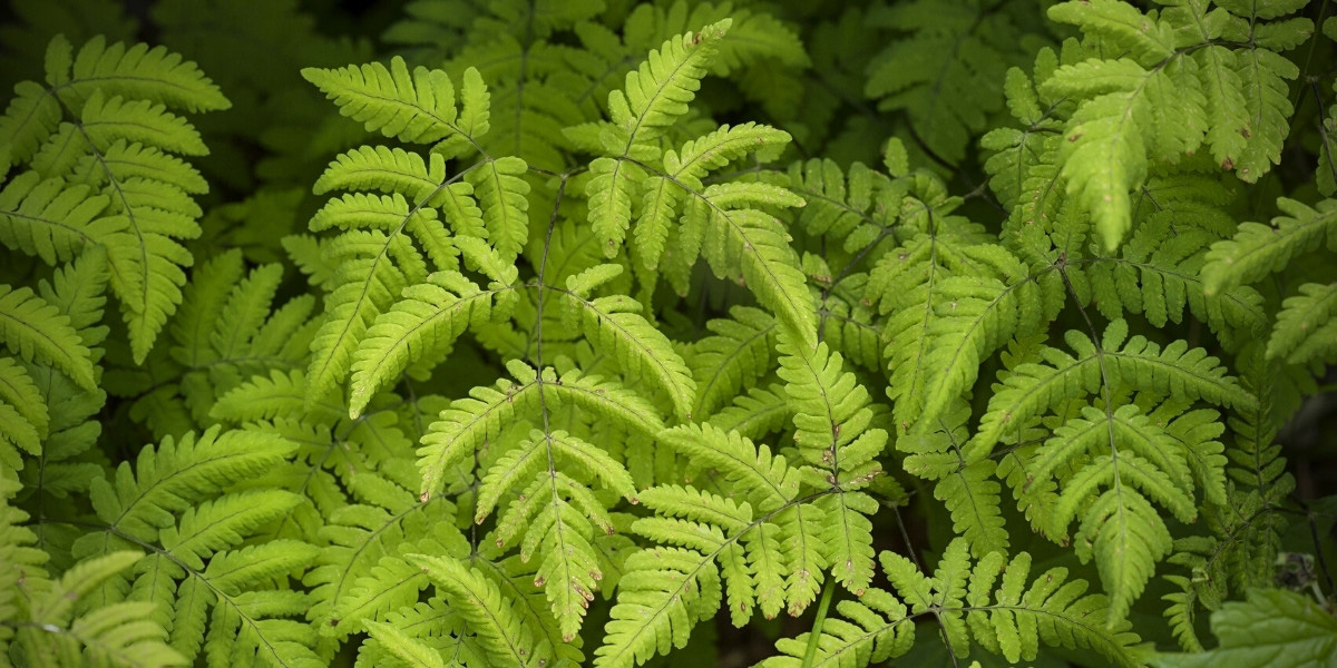 Les frondes de la fougère Gymnocarpium dryopteris