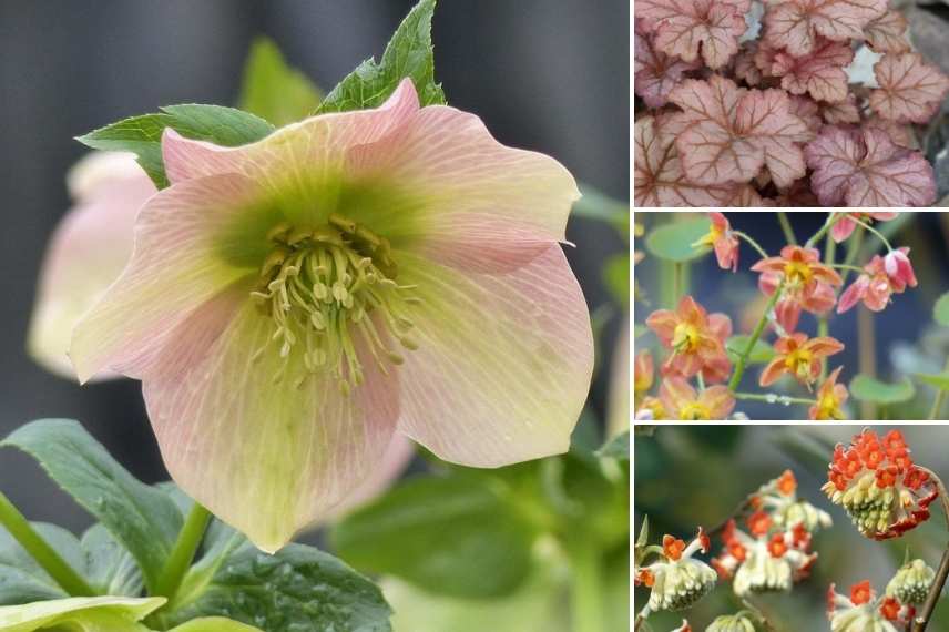 Helleborus orientalis 'Abricot'