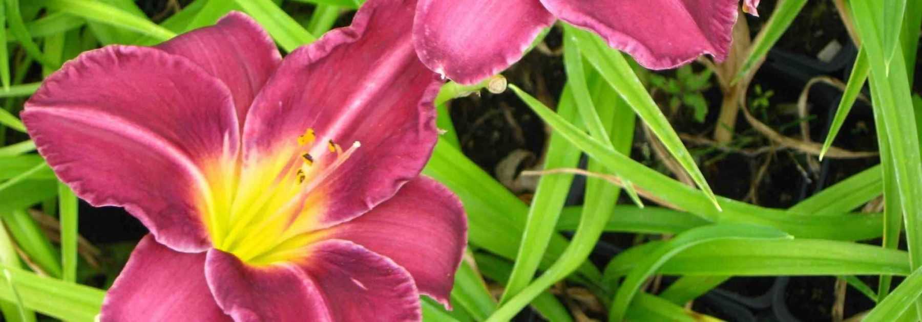 7 hémérocalles pour jardin romantique