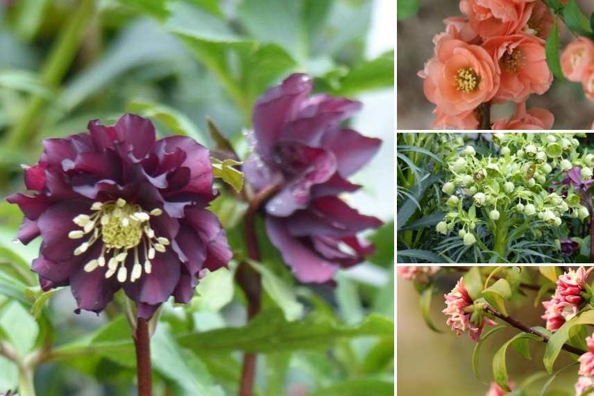 Hellebores orientaux foncés, hellebores sombres, roses de noel sombre, rose de noel foncé, hellebore de couleur foncée, hellebore d'orient foncé