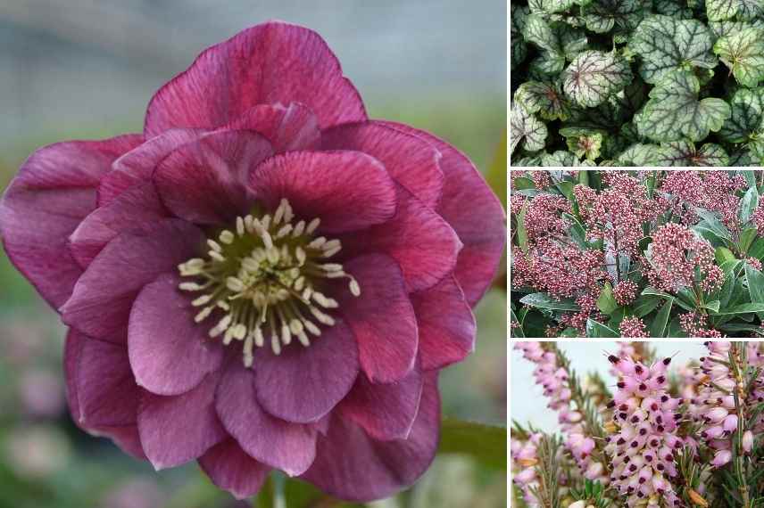 hellebore a fleurs doubles, Hellebore double, Hellebore double rouge, Helleborus double