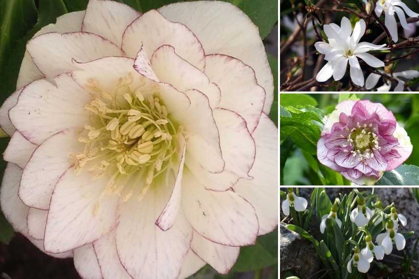 hellebore a fleurs doubles, Hellebore double, Hellebore double vert, Helleborus double