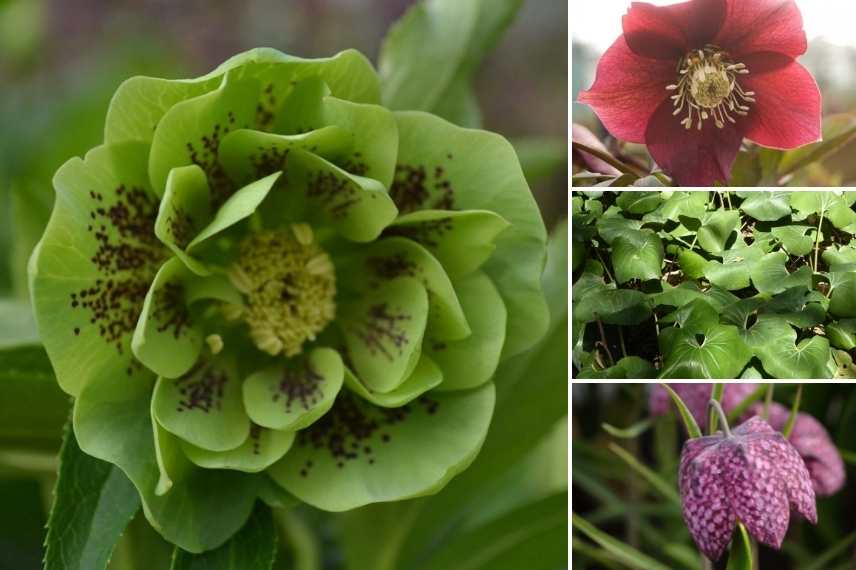 Hellebore double blanc lisere rouge