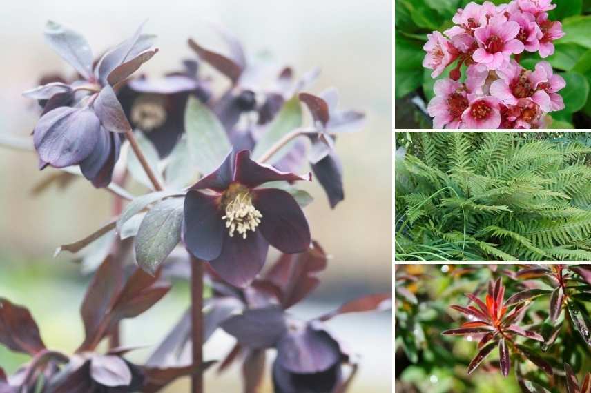 Hellebores orientaux foncés, hellebores sombres, roses de noel sombre, rose de noel foncé, hellebore de couleur foncée, hellebore d'orient foncé