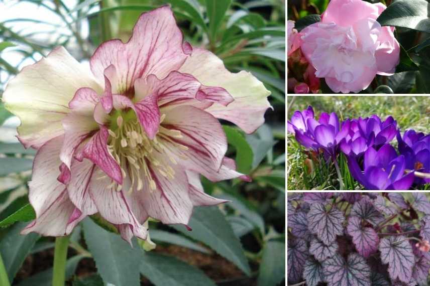 hellebore a fleurs doubles, Hellebore double, Hellebore double rose panache, Helleborus double