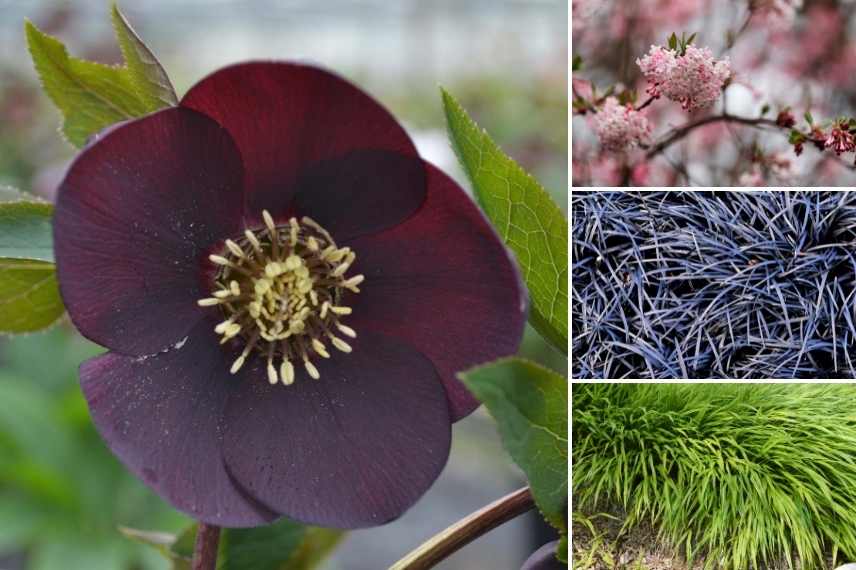 Hellebores orientaux foncés, hellebores sombres, roses de noel sombre, rose de noel foncé, hellebore de couleur foncée, hellebore d'orient foncé