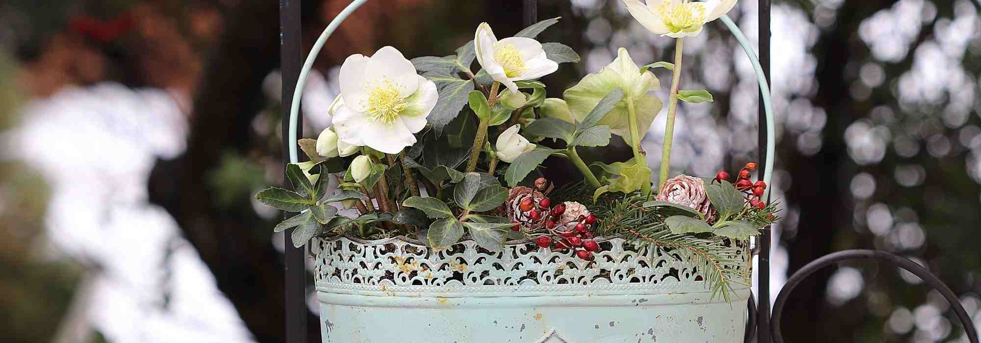 Cultiver un hellébore en pot - Promesse de Fleurs