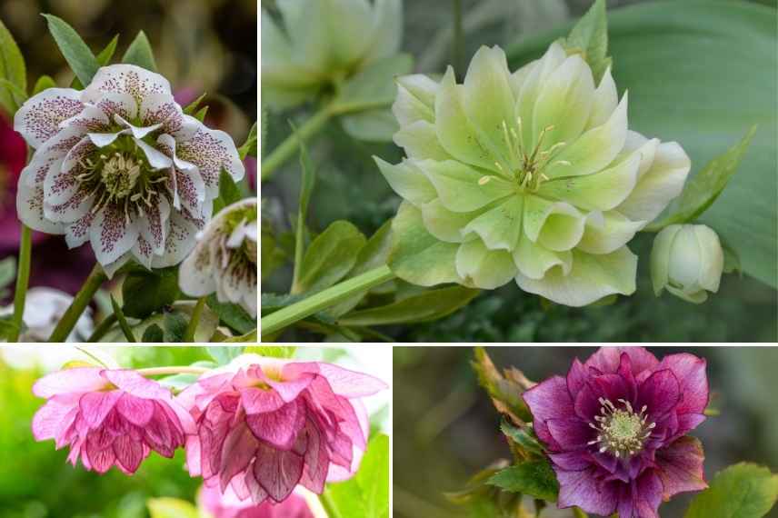 hellebore a fleurs doubles, Hellebore double, Hellebore double Red, Helleborus double