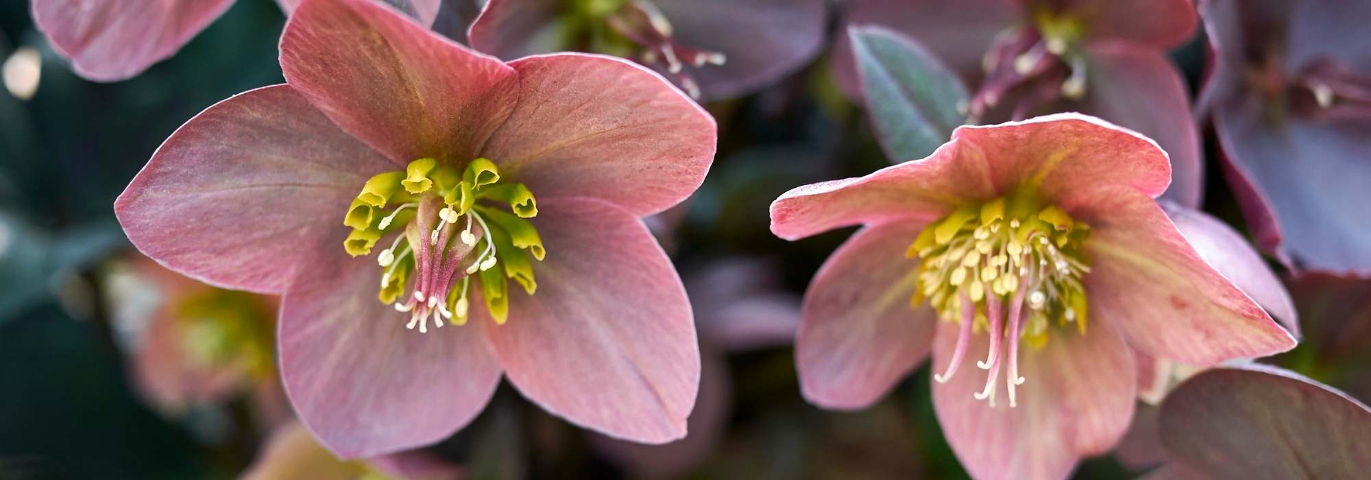 10 hellébores à fleurs simples