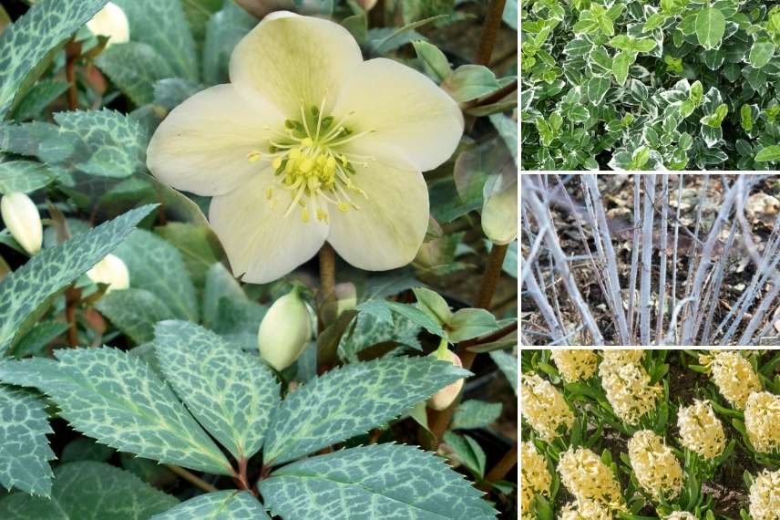 Helleborus ericsmithii 'Magic Leaves'