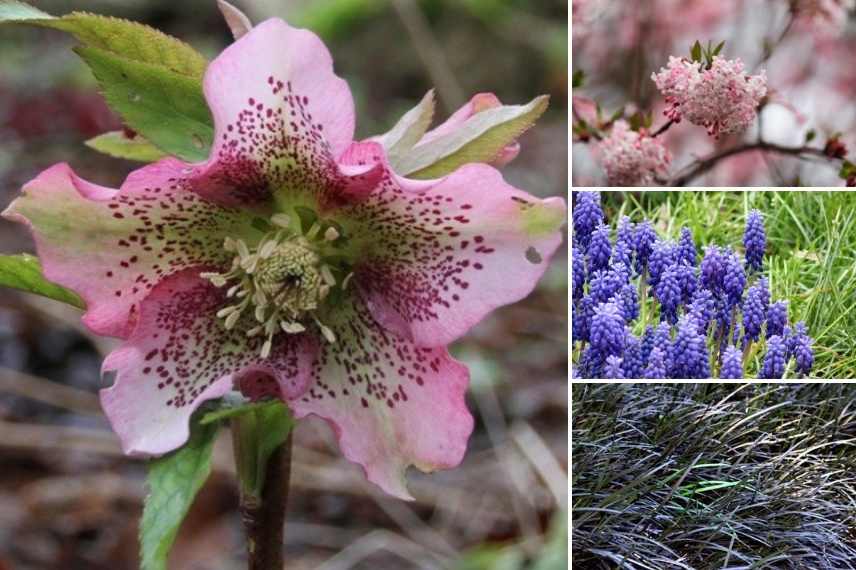 Hellebore oriental  'Rose Guttatus'