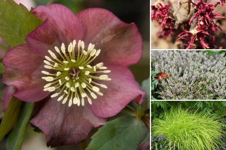 Hellebores orientaux foncés, hellebores sombres, roses de noel sombre, rose de noel foncé, hellebore de couleur foncée, hellebore d'orient foncé