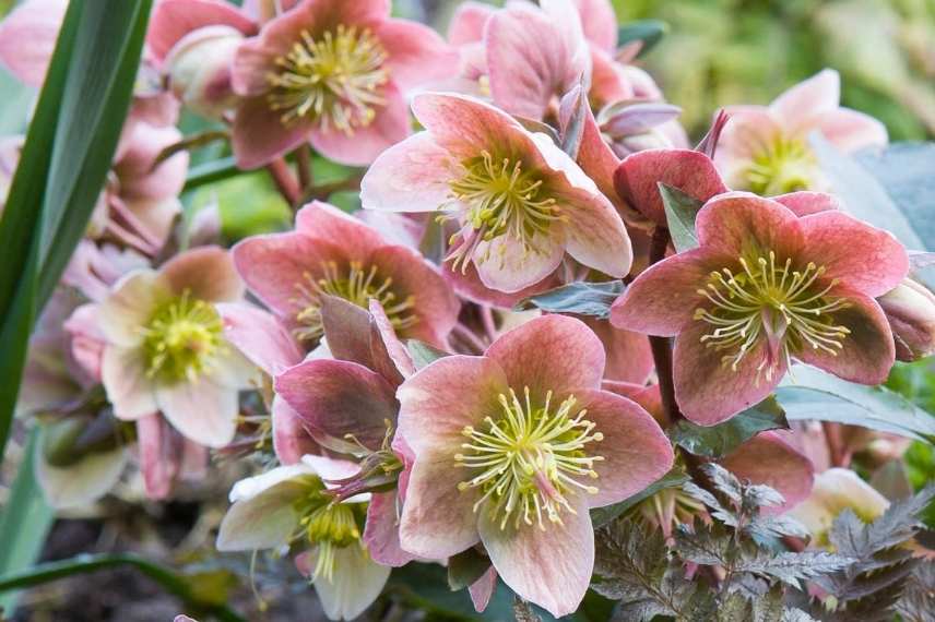 cultiver hellebore en pot, entretien hellebore en pot, hellebore en pot, quel type de pot pour hellebore