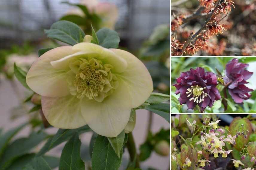 Hellebore oriental à fleurs d'anémones, Helleborus orientalis Anemone, Hellebore orientale fleurs anémone, Hellebore coeur anemone, Hellebore centre anemone