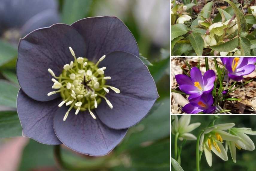 Hellebores orientaux foncés, hellebores sombres, roses de noel sombre, rose de noel foncé, hellebore de couleur foncée, hellebore d'orient foncé, Hellebore orientale foncee