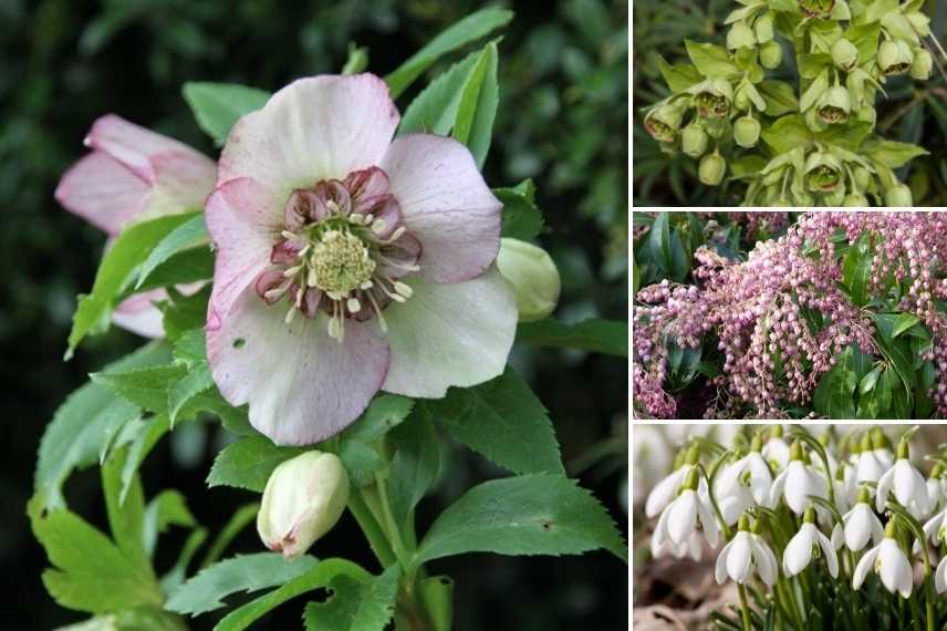 Hellebore oriental à fleurs d'anémones, Helleborus orientalis Anemone, Hellebore orientale fleurs anémone, Hellebore coeur anemone, Hellebore centre anemone