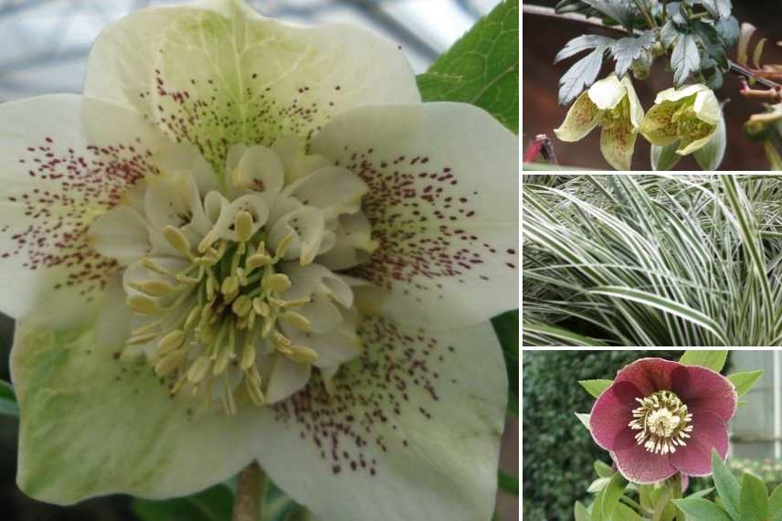 Hellebore oriental à fleurs d'anémones, Helleborus orientalis Anemone, Hellebore orientale fleurs anémone, Hellebore coeur anemone, Hellebore centre anemone