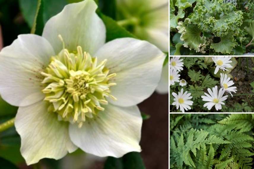 Hellebore oriental à fleurs d'anémones, Helleborus orientalis Anemone, Hellebore orientale fleurs anémone, Hellebore coeur anemone, Hellebore centre anemone