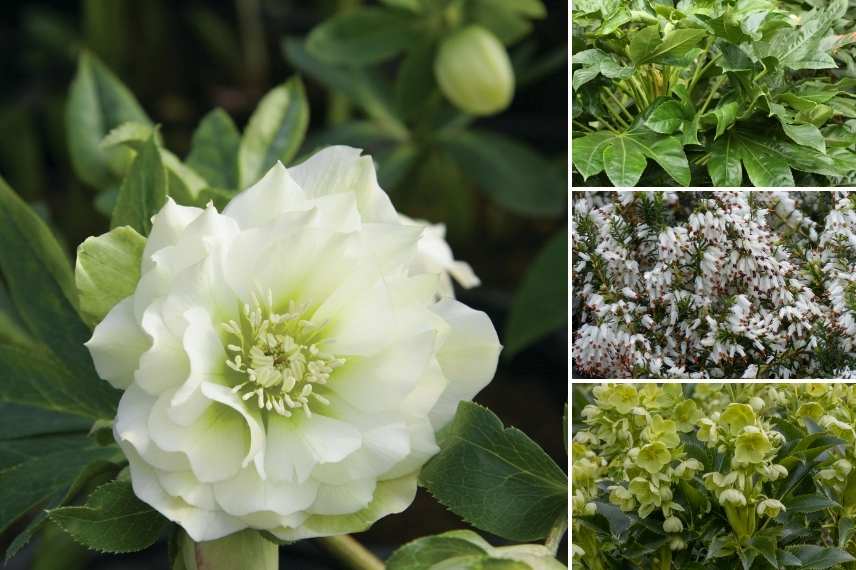 hellebore a fleurs doubles, Hellebore double, Hellebore double rose panache, Helleborus double