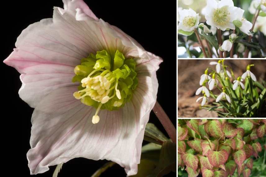 hellebore à fleurs simples, helleborus a fleurs simples, roses de noêl à fleurs simples