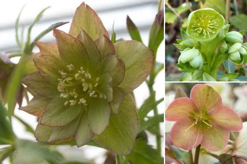 hellebore a fleurs doubles, Hellebore double, Hellebore double vert, Helleborus double