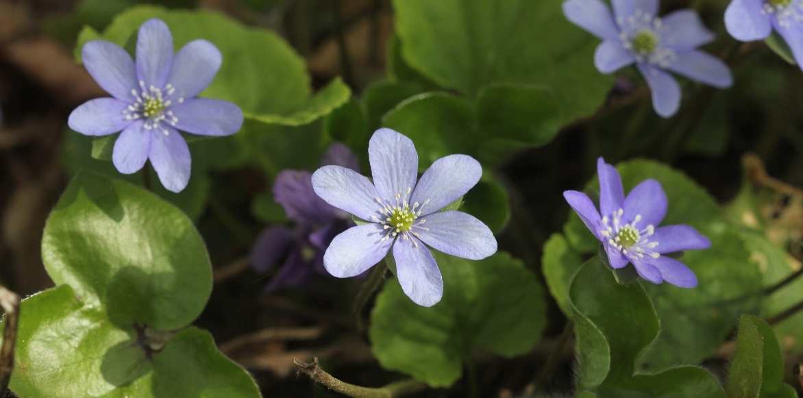 hépatiques, plante hepatique, anemone hepatica, plantes sous arbre, fleurs sous arbre