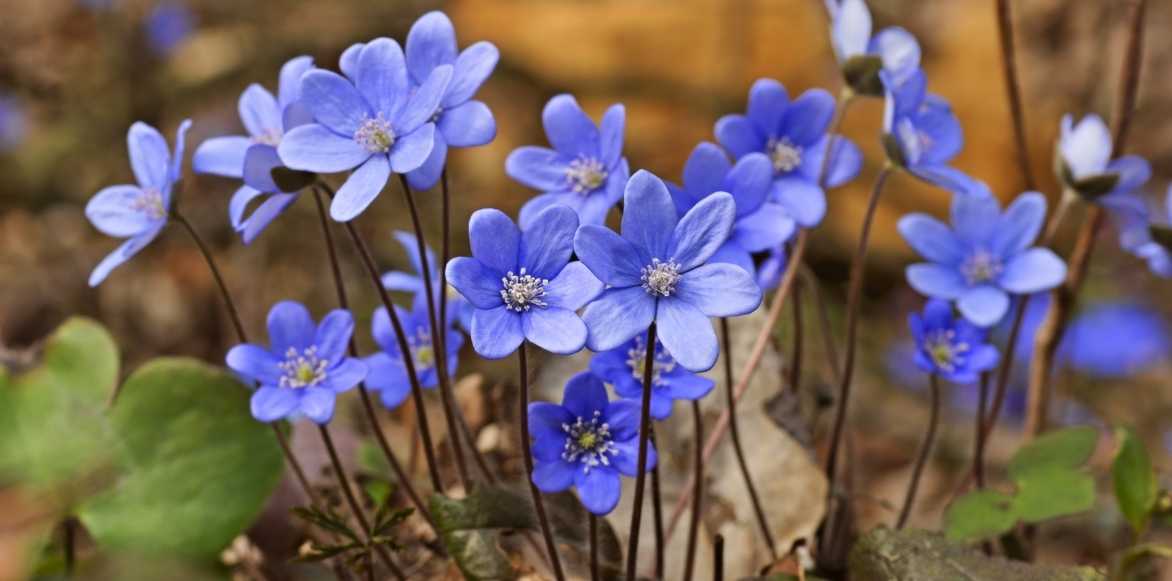 hépatiques, plante hepatique, anemone hepatica, plantes sous arbre, fleurs sous arbre