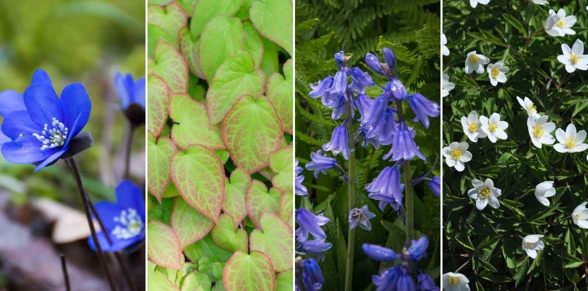 hépatiques, plante hepatique, anemone hepatica, plantes sous arbre, fleurs sous arbre