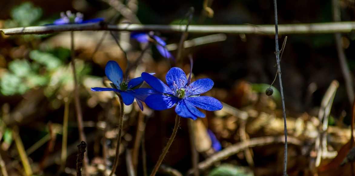 hépatiques, plante hepatique, anemone hepatica, plantes sous arbre, fleurs sous arbre