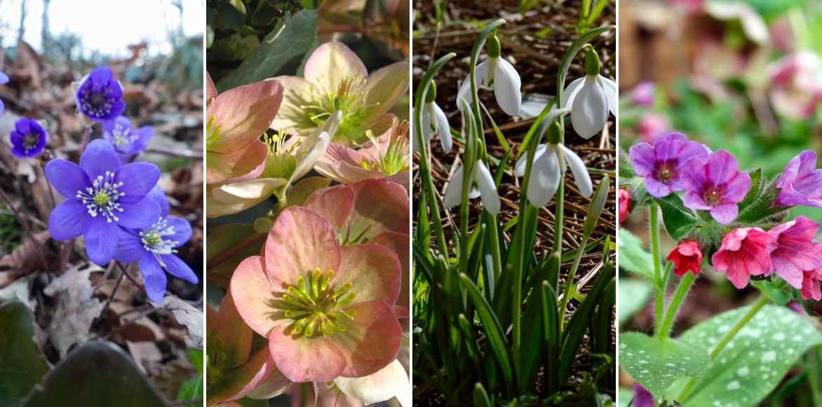 hépatiques, plante hepatique, anemone hepatica, plantes sous arbre, fleurs sous arbre