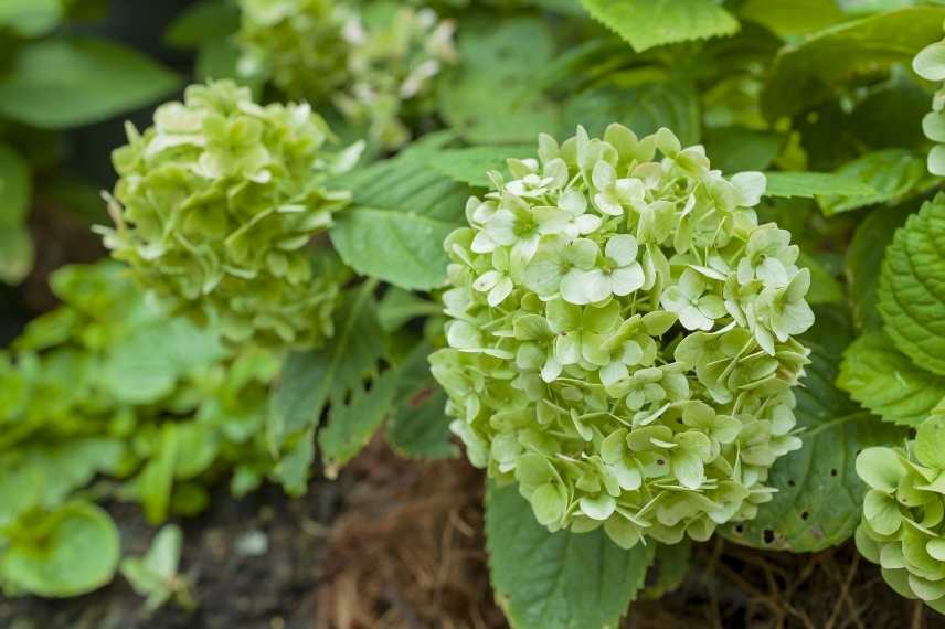 Fleurs vertes, floraisons vertes, inflorescences vertes, vegetal de couleur verte, plante à fleurs vertes, arbuste à fleurs vertes