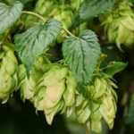 Le houblon : à quoi sert-il ?