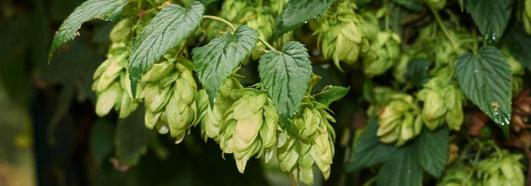 Le houblon : à quoi sert-il ? - Promesse de Fleurs