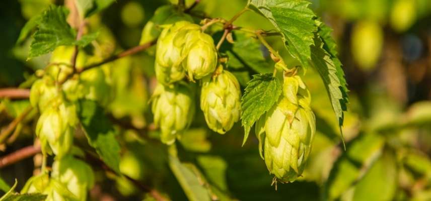 Houblon utilisation, houblon a quoi sert, Houblon usages, Houblon au jardin, Houblon liane, houblon grimpante