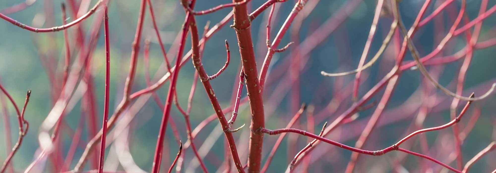 Le jardin d'hiver ou Winter garden