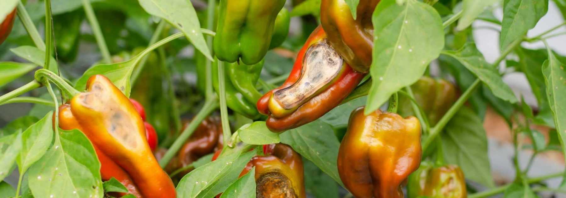 les petits piments forts de mon potager, L'été a été bon po…