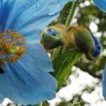 Meconopsis : culture, semis, entretien