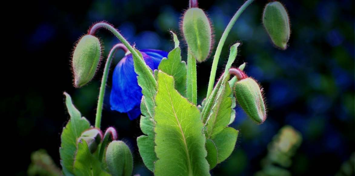 Meconopsis, pavot bleu, pavot de l'Himalaya, pavot bleu de l'Himalaya, Pavot du pays de Galles