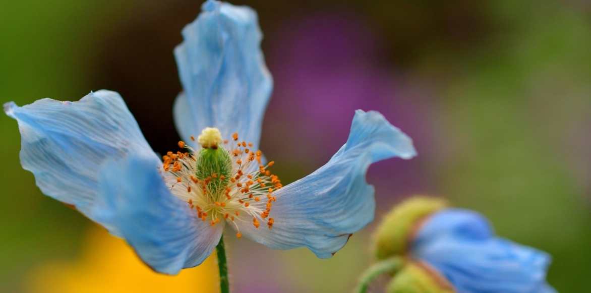 Meconopsis, pavot bleu, pavot de l'Himalaya, pavot bleu de l'Himalaya, Pavot du pays de Galles