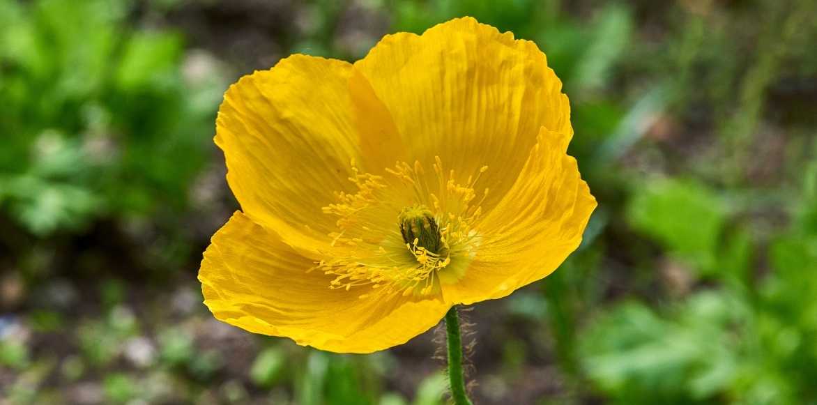 Meconopsis, pavot bleu, pavot de l'Himalaya, pavot bleu de l'Himalaya, Pavot du pays de Galles