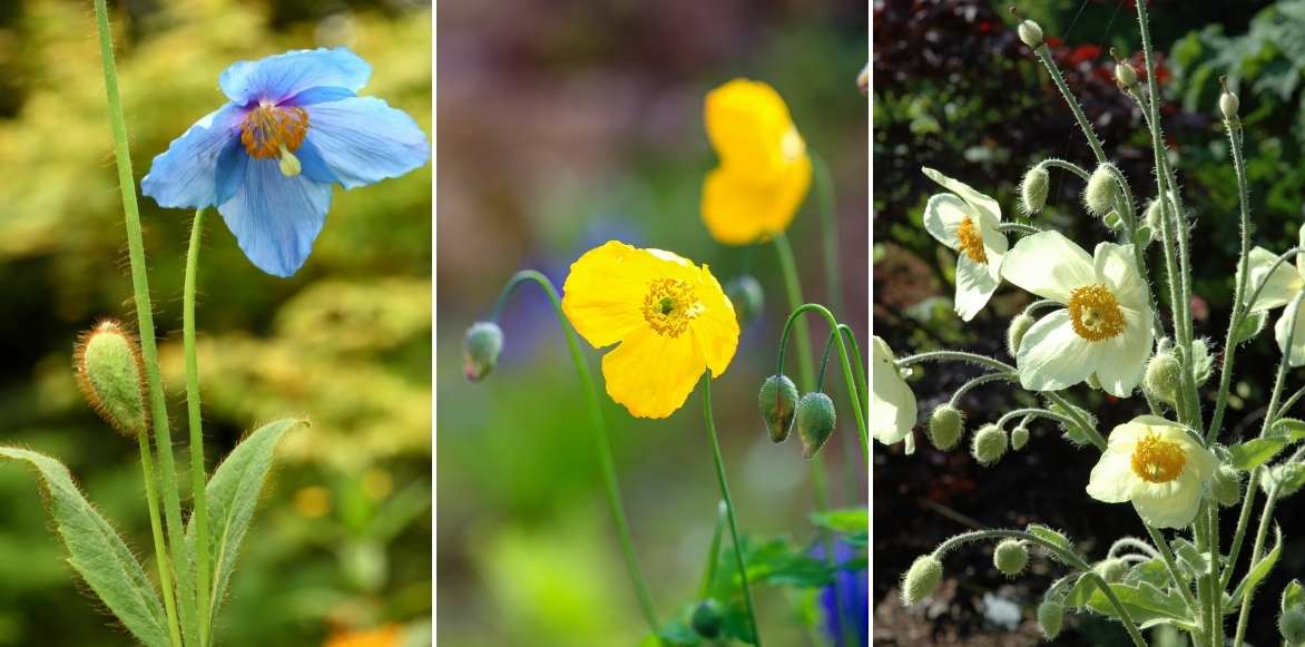 Meconopsis, pavot bleu, pavot de l'Himalaya, pavot bleu de l'Himalaya, Pavot du pays de Galles